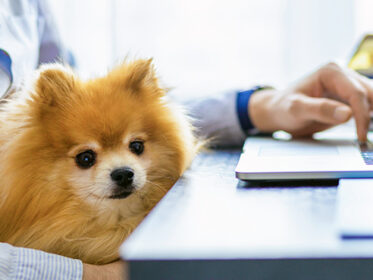 Pomeranian sitting in owner's lap while owner works at a laptop